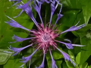 flower purple garden