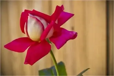 flower red flower flowers