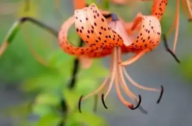 flower red flower nature