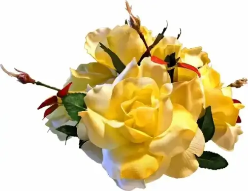 flower rose rose blooms