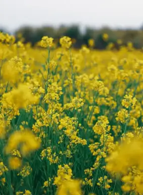 flower scenery picture elegant closeup blurry blossom 