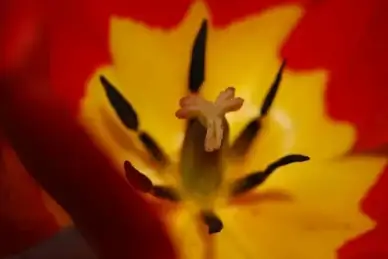 flower tulip red