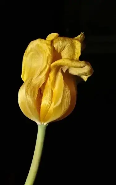 flower tulip yellow