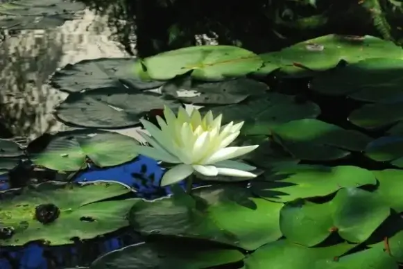 flower water water flower