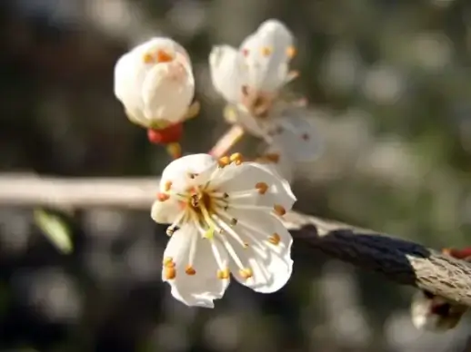 flower white flowering shrub