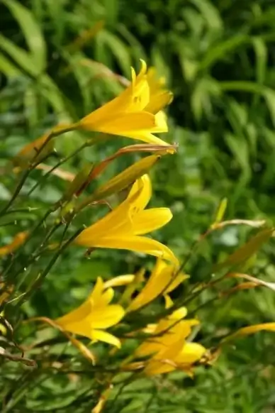 flower yellow lily