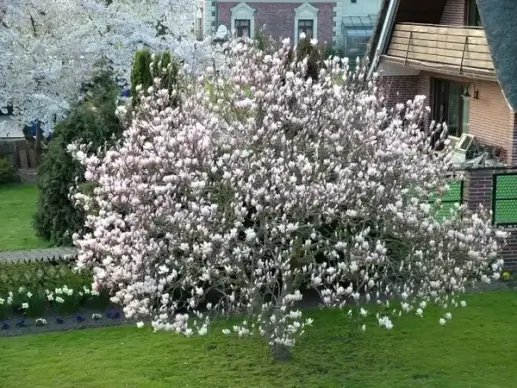 flowering tulip tree