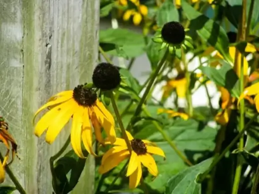flowers 4