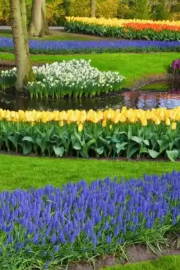 flowers at keukenhof