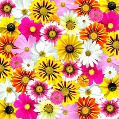 flowers colorful summer