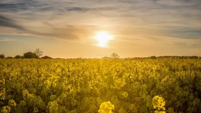 flowers field scenery picture contrast sunlight twilight