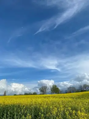 flowers field scenery picture elegant blooming cloudy sky scene 