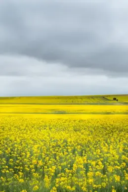 flowers field scenery picture elegant tranquil 