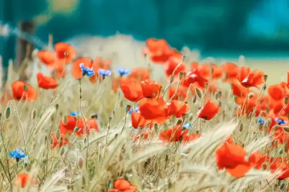 flowers filed picture closeup blurred blooming scene 