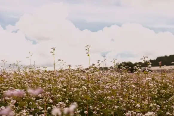 flowers filed picture cloudy sky scene 