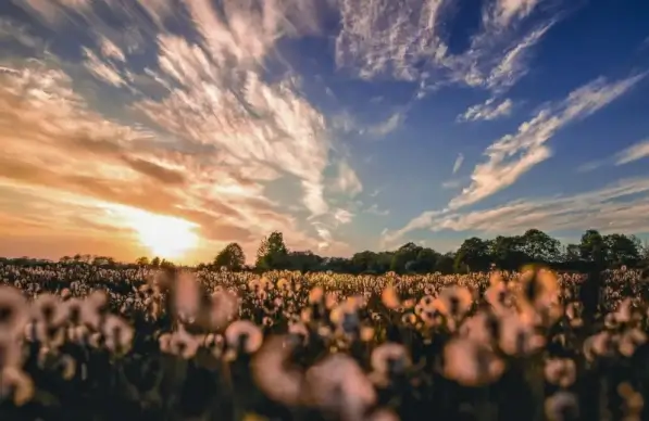 flowers filed picture dark twilight cloudy sky 