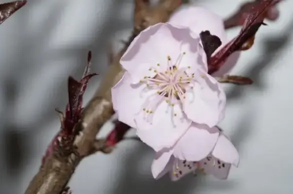 flowers flower pink