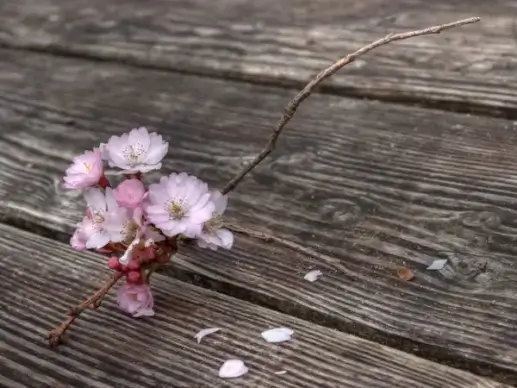flowers flowering twig spring