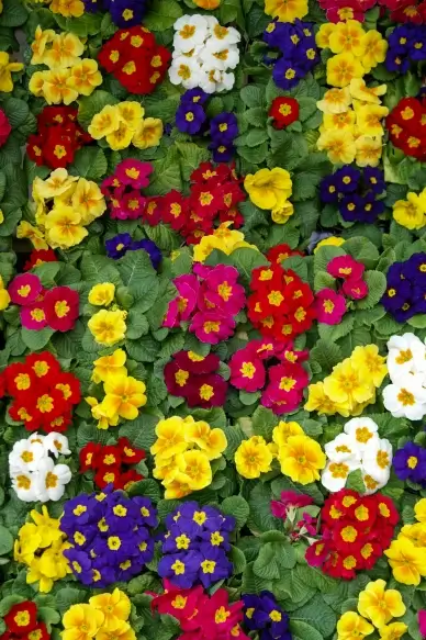 flowers garden backdrop picture pansy flowers blossom scene