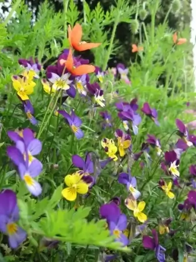 flowers pansies garden
