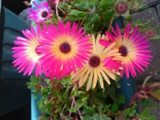 flowers pink close