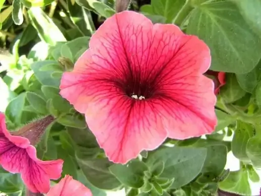 flowers red flower flora