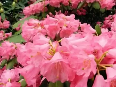 flowers rhododendron flower