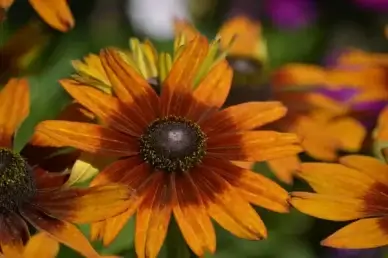 flowers rudbeckia hirta