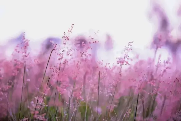 flowers scenery picture elegant blurred closeup 