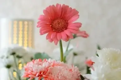 flowers summer flowers bouquet