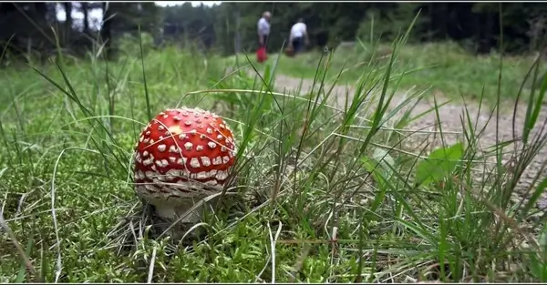 fly agaric