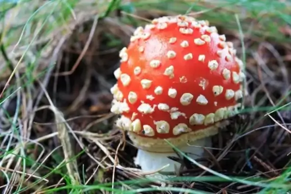 fly agaric
