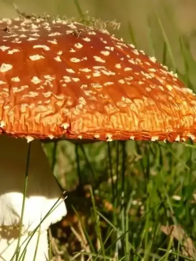fly agaric fungus gift