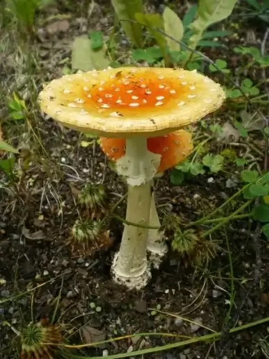 fly agaric mushroom amanita muscaria