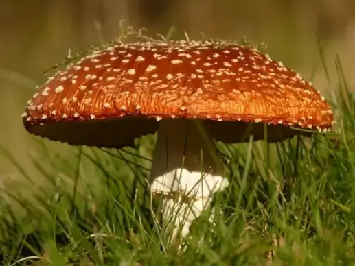 fly agaric mushroom gift