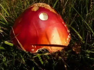fly agaric mushroom gift