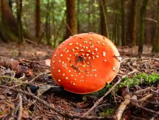fly agaric pil red