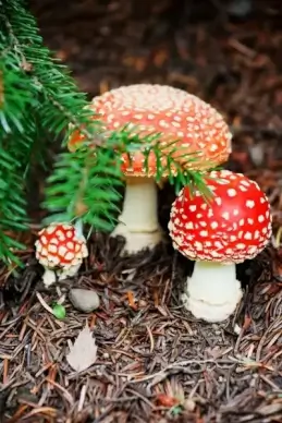 fly agarics