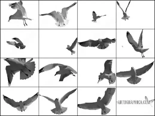 flying bird brush
