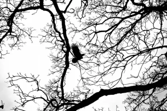 flying bird in the branches