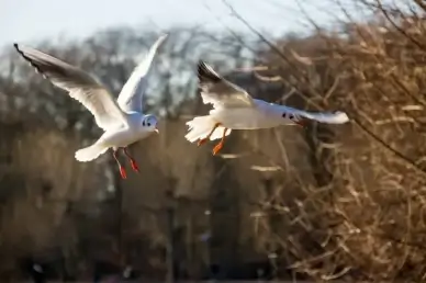 flying birds