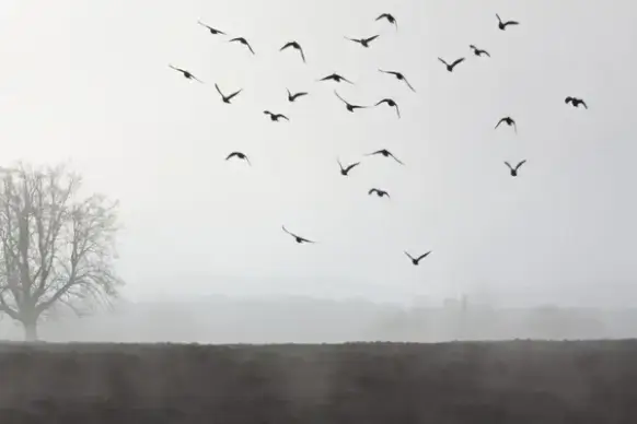 fog mood landscape
