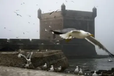 foggy day in essaouira