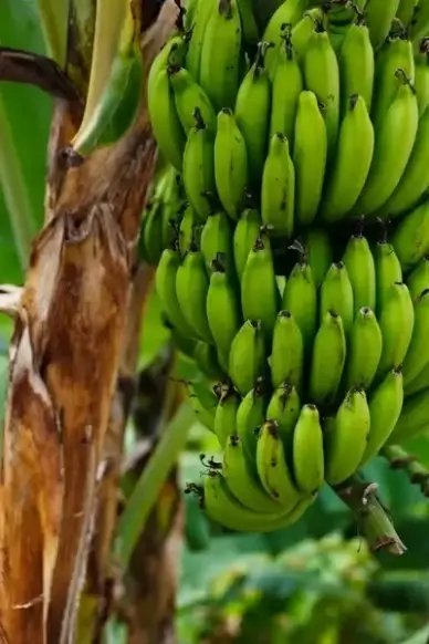 food fruit fresh