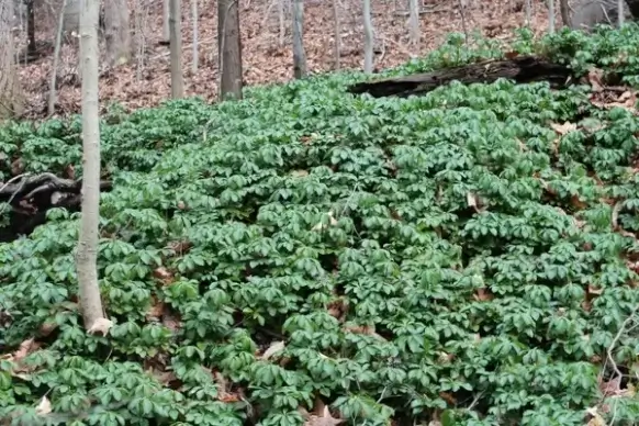 forest floor