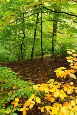 forest in autumn