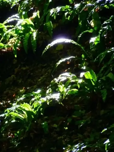 forest leaves bright