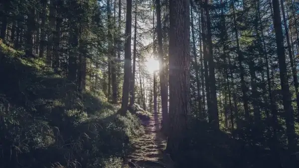 high trees in forest under sunlight