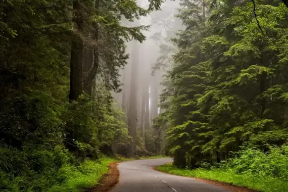 forest road picture empty calm trees  
