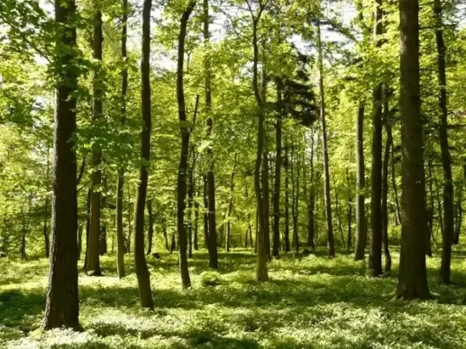 forest spring sunlight